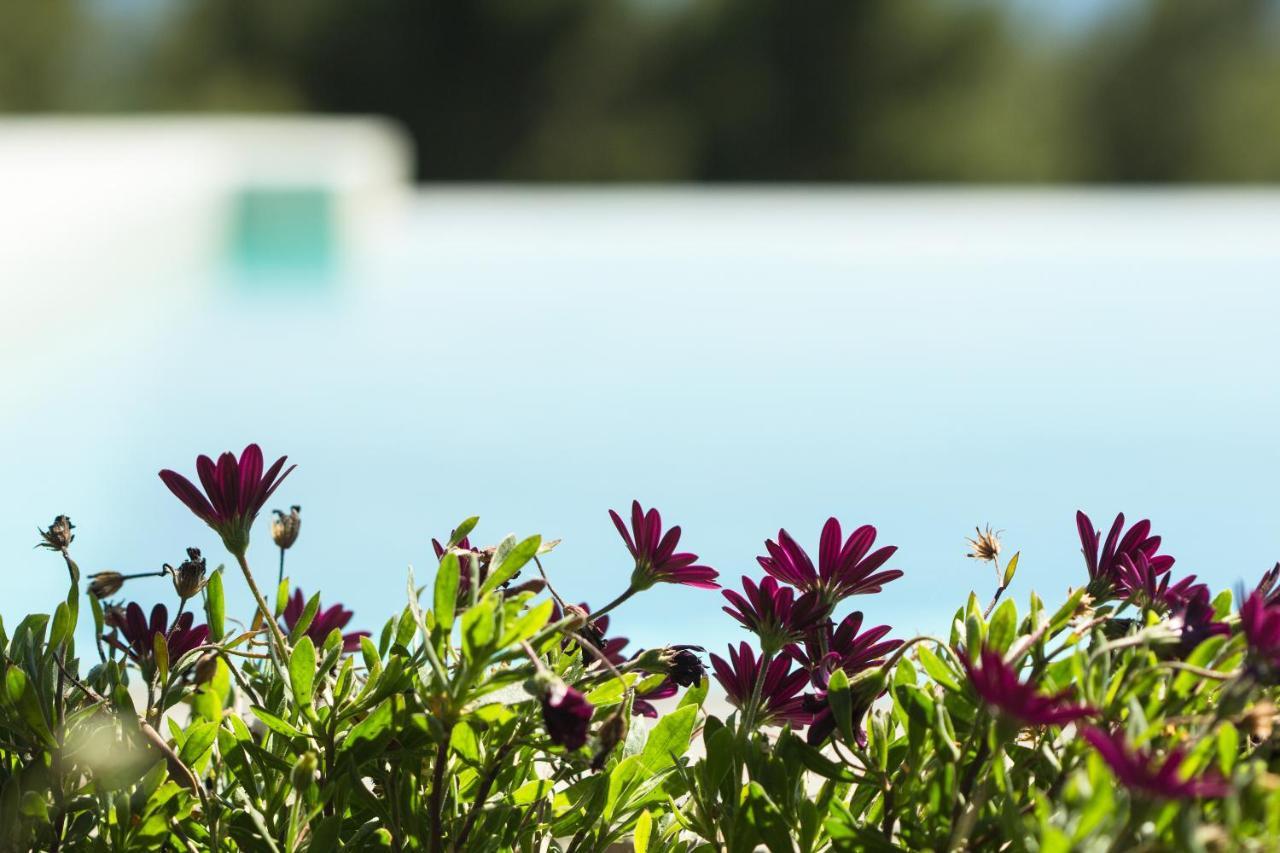 Olivia Estate Villa With Private Swimming Pool 엘리아 외부 사진